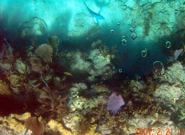 Parrotfish and the teeming life of a coral reef