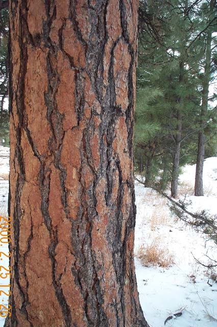 Another tree (a sugar pine?) at the South Rim.