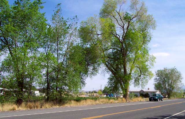 Beautiful trees near Irish American Way, Lovelock NV