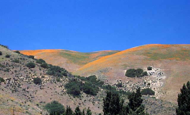 California Poppies